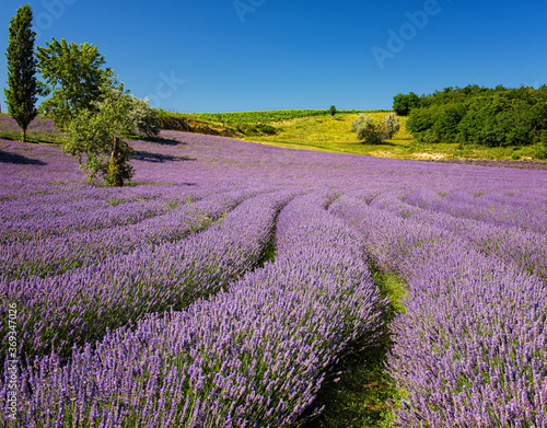 Obraz na plátně Purple lavender field in Hungary