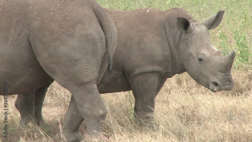 mother and juvenile rhino facing opposite directions mother and juvenile rhino facing opposite directions