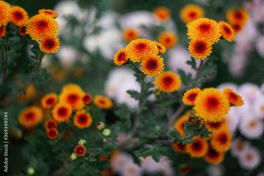 Red-orange chrysanthemums on a blurry background close-up. Beautiful bright chrysanthemums bloom in autumn in the garden. Background with a blooming chrysanthemum with a copy of the space. Red-orange chrysanthemums on a blurry background close-up. Beautiful bright chrysanthemums bloom in autumn in the garden. Background with a blooming chrysanthemum with a copy of the space.