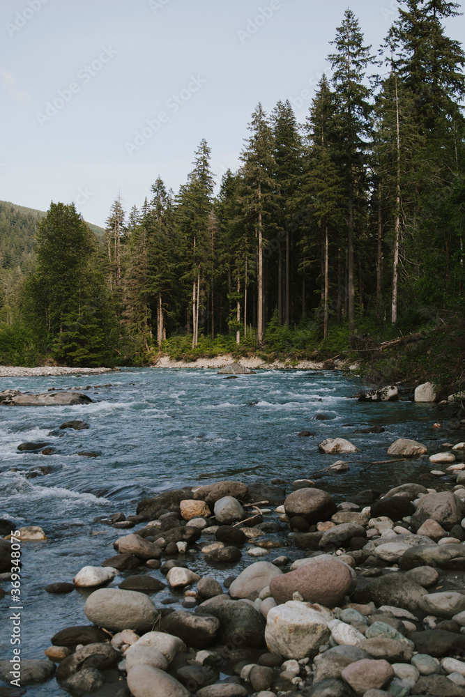 river in the forest of Washington river in the forest of Washington