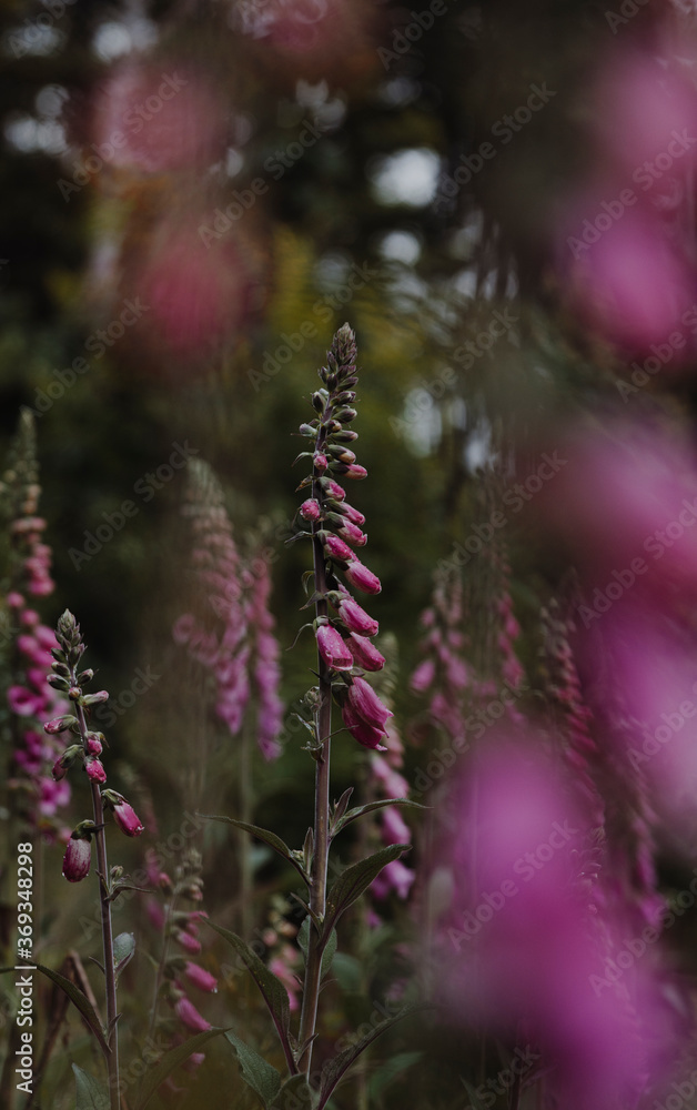 Obraz premium purple flowers in the mountains