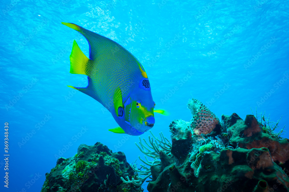 Fototapeta premium Tropical Angel Fish at the Mexican Ocean