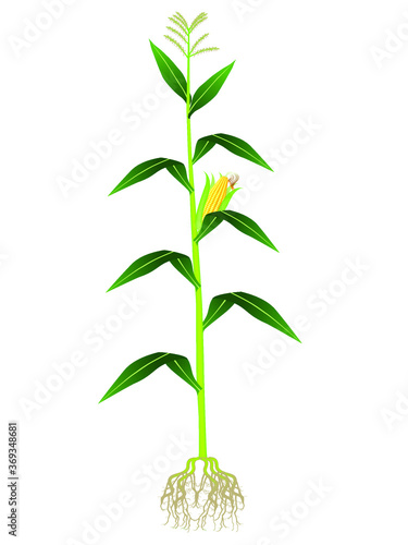 Corn plant on white background.