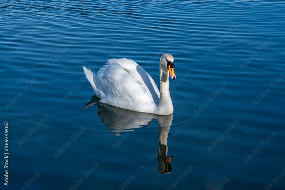 Fototapeta premium Adult mute swan swimming on a still, calm lake