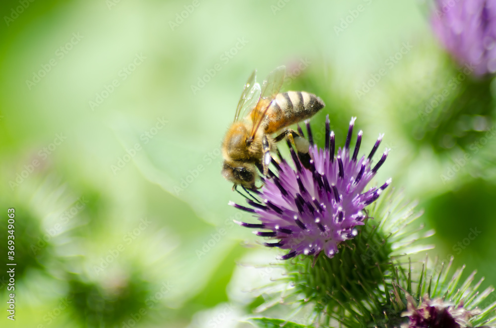 A Western Honey Bee (Apis mellifera) on a thistle A Western Honey Bee (Apis mellifera) on a thistle