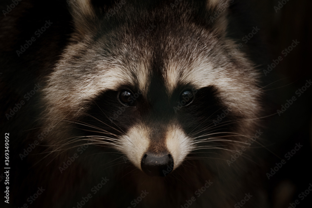 Animal portrait of a racoon