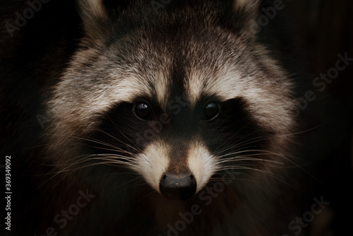 Animal portrait of a racoon © Robert
