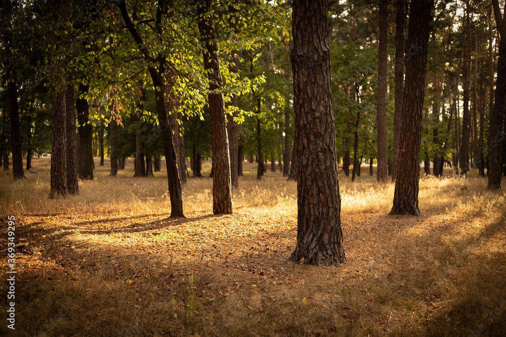 Fototapeta premium Calm and peaceful august forest lightened with sun rays