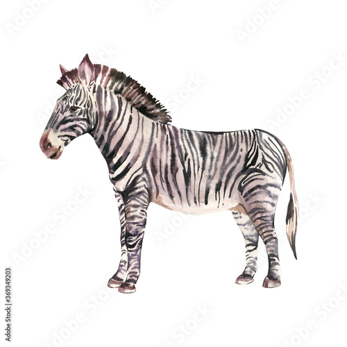 Watercolor zebra animals iluustration isolated on white background