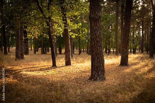 Fototapeta Naklejka Na Ścianę i Meble -  Calm and peaceful august forest lightened with sun rays