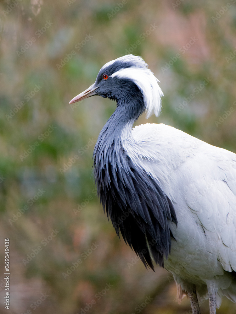 Fototapeta premium Animal portrait of a crane