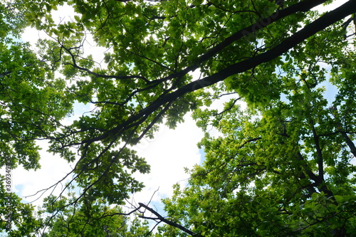 leaves of the oak tree in nature. oak leaves background.