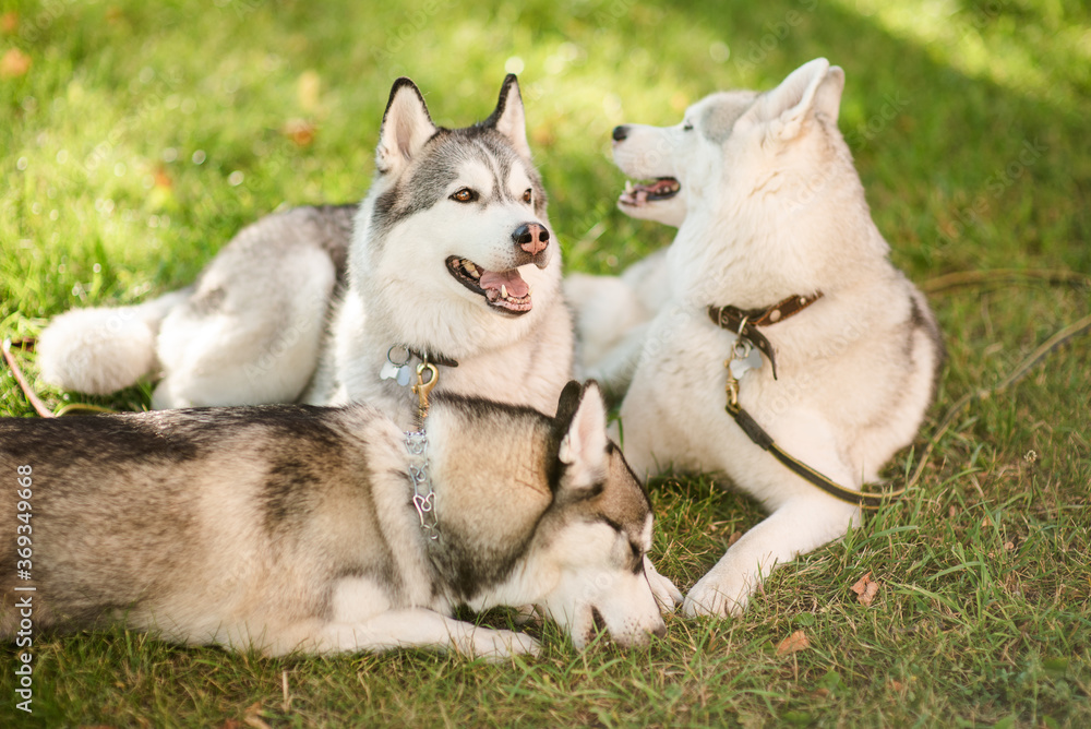 Siberian husky dogs playing outdoors Siberian husky dogs playing outdoors