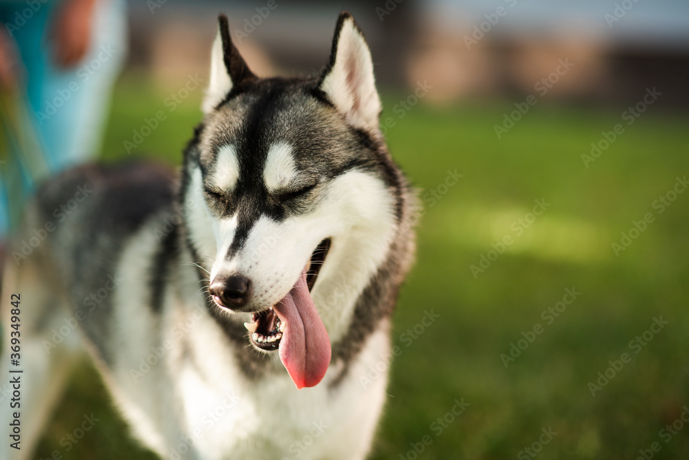 portrait of beautiful dog of breed siberian husky