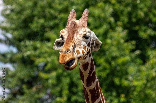 Photography Close up of giraffe head wildlife