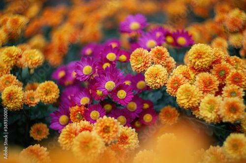 Yellow-orange and purple chrysanthemums on a blurry background close-up. Beautiful bright chrysanthemums bloom in autumn in the garden. Chrysanthemum background with a copy of the space. © Екатерина Дмитренко