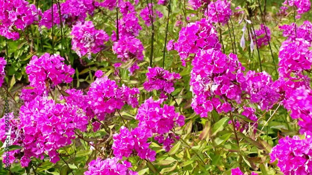 shrubs of pink Sheep laurel flowers growing in the garden in full sun shrubs of pink Sheep laurel flowers growing in the garden in full sun