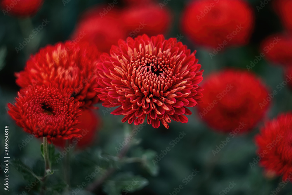 Red chrysanthemums on a blurry background close-up. Beautiful bright chrysanthemums bloom in autumn in the garden. Chrysanthemum background with a copy of the space. Red chrysanthemums on a blurry background close-up. Beautiful bright chrysanthemums bloom in autumn in the garden. Chrysanthemum background with a copy of the space.