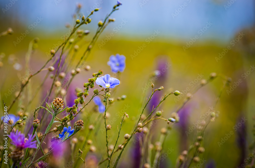 Blue flowers of flax in the meadow in summer, close up.