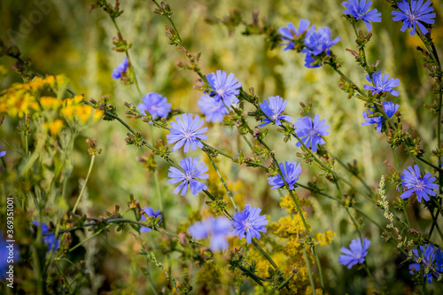 Fototapeta Naklejka Na Ścianę i Meble -  Blue flowers of common chicory also known as blue daisy, blue dandelion, blue sailors.