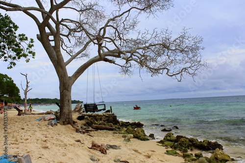 Wooden swing hanging on a leafless tree at a Caribbean beach - Paradise beach and landscape - Cartagena, Colombia. © Augusto