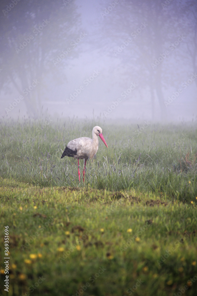 stork bird alone at meadow