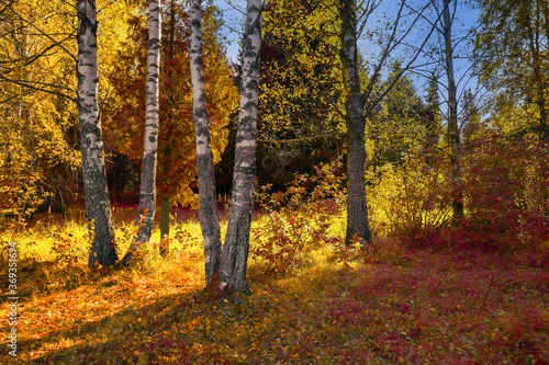 Autumn natural background. Grove on a sunny day. Red-yellow colors of autumn.