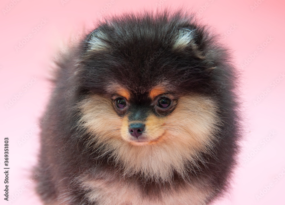 Fototapeta premium Black pretty pomeranian puppy on the pink background