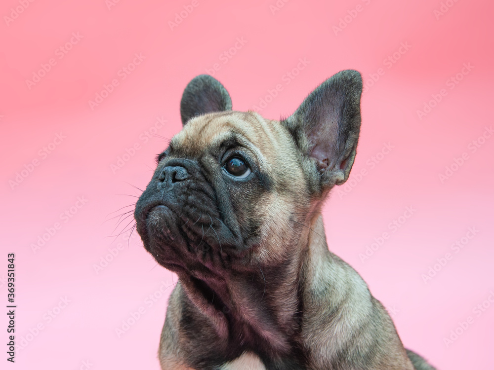 Funny small french bulldog puppy on pink background