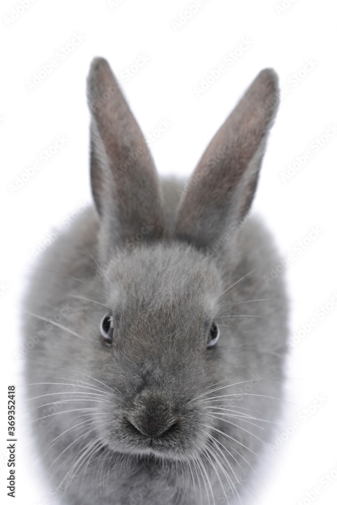 Obraz premium Grey Rabbit in front of white background.