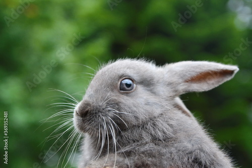 Grey Rabbit in a natural environment.