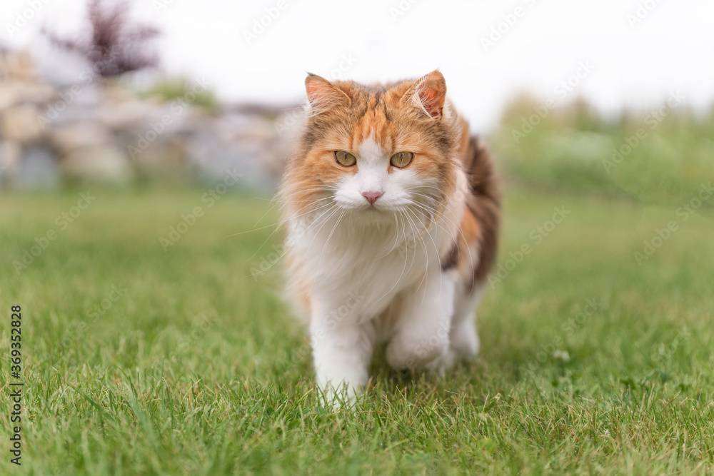 Katze im Gras