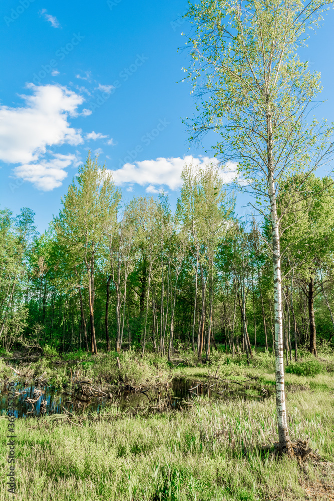 Northern swampy forest. Flooded birch and sedge thickets and water iris at late spring, wetlands, lake swamp plain Northern swampy forest. Flooded birch and sedge thickets and water iris at late spring, wetlands, lake swamp plain