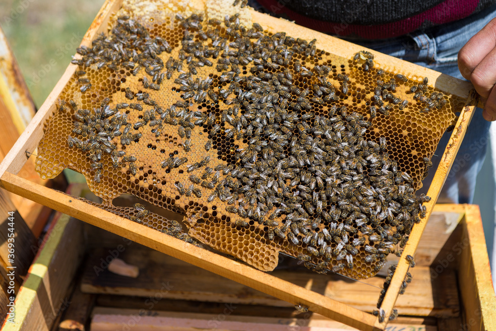 A farmer on a bee apiary holds frames with wax honeycombs. Planned preparation for the collection of honey. A farmer on a bee apiary holds frames with wax honeycombs. Planned preparation for the collection of honey.