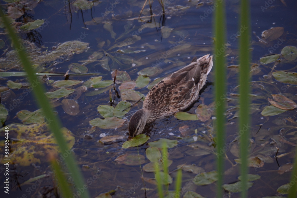 duck in the water