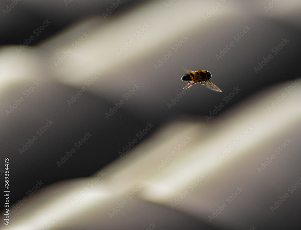 abeja volando en el un techo al amanecer 