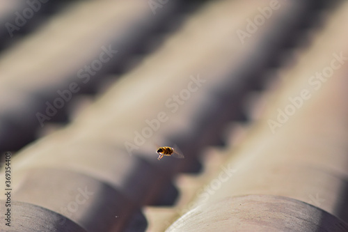 abeja volando en el un techo al amanecer 
