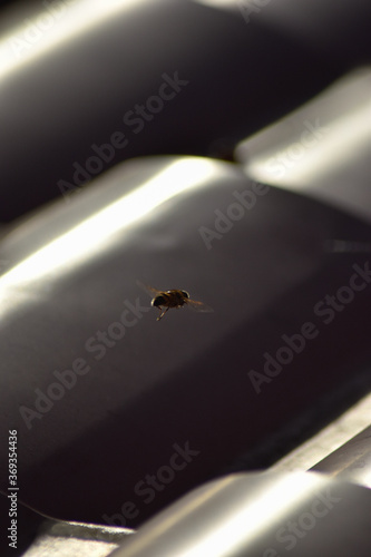 abeja volando en el un techo al amanecer 