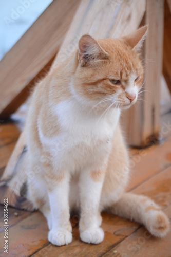 portrait of a cat