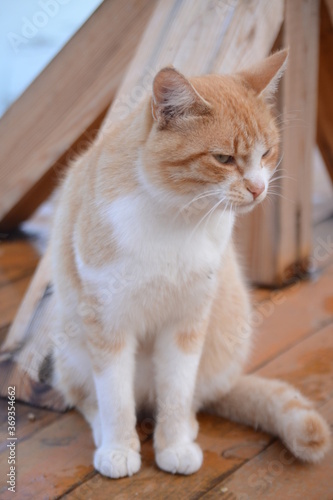 portrait of a cat © Стас Макаревич