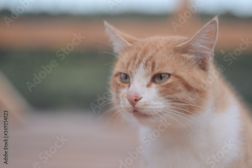 close up portrait of a cat