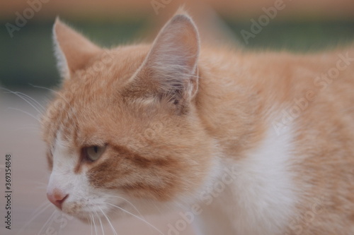 close up of a red cat