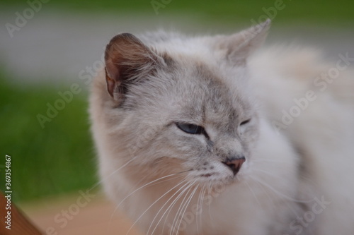 close up portrait of a cat