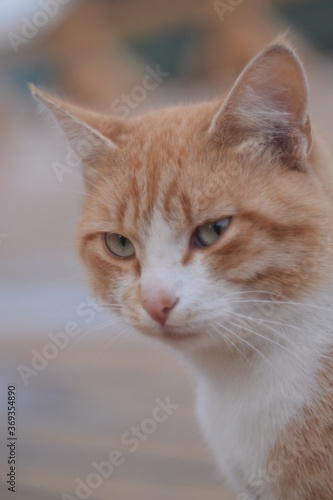 close up portrait of a cat