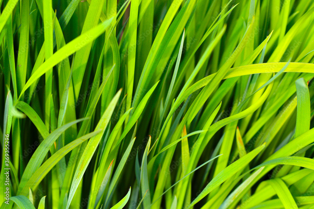 background of fresh green grass background of fresh green grass