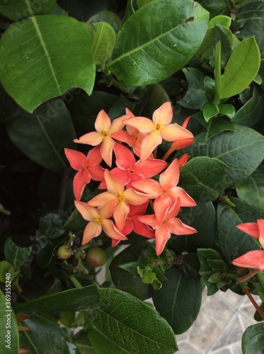 red jasmine flower photo