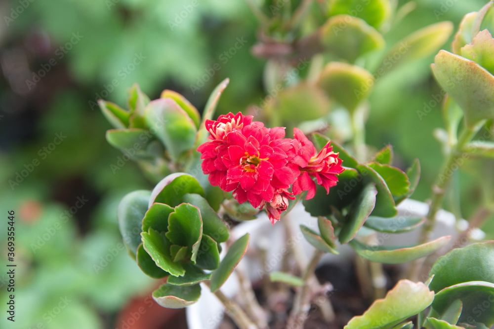 Kalanchoe plant with red flowers, Kalanchoe blossfeldiana, city garden plant Kalanchoe plant with red flowers, Kalanchoe blossfeldiana, city garden plant