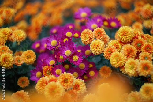 Yellow-orange and purple chrysanthemums on a blurry background close-up. Beautiful bright chrysanthemums bloom in autumn in the garden. Chrysanthemum background with a copy of the space.