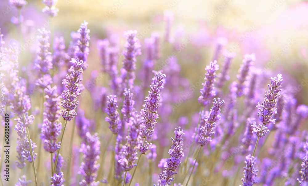 Naklejka premium Close-up on mountain lavender on Hvar island in Croatia