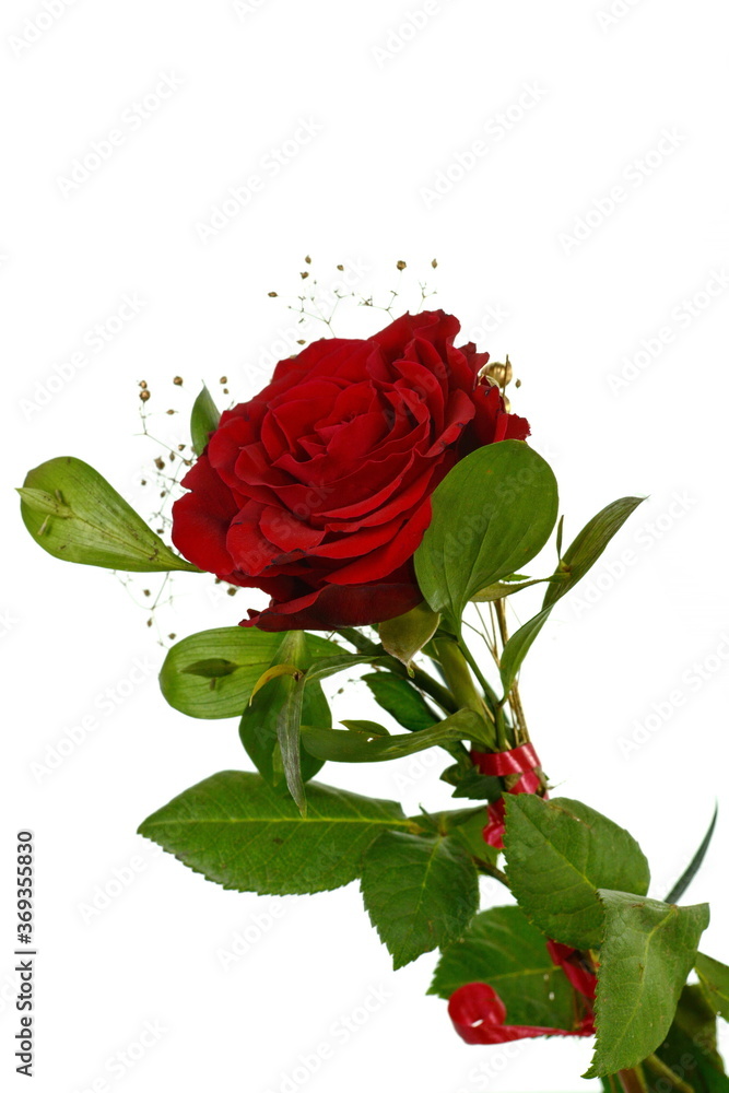 Fototapeta premium Red rose isolated on white background.